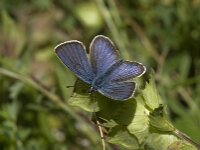 Plebejus argus 78, Heideblauwtje, Saxifraga-Willem van Kruijsbergen