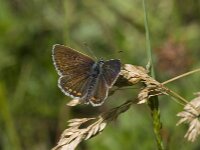 Plebejus argus 79, Heideblauwtje, Saxifraga-Willem van Kruijsbergen