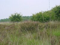 Plebejus argus 8, Heideblauwtje, habitat, Vlinderstichting-Henk Bosma