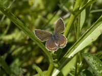Plebejus argus 80, Heideblauwtje, Saxifraga-Willem van Kruijsbergen