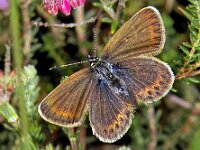 116_06, Heideblauwtje : Heideblauwtje, Plebeius argus, Silver-studded Blue, female