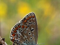 Plebejus argus 83, Heideblauwtje, Saxifraga-Hans Dekker