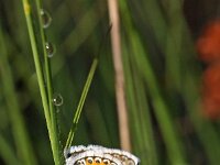 Plebejus argus 84, Heideblauwtje, Saxifraga-Hans Dekker