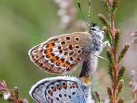 Plebejus argus 86, Heideblauwtje, Saxifraga-Hans Dekker