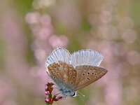 Plebejus argus 87, Heideblauwtje, Saxifraga-Hans Dekker