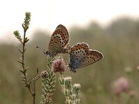 Plebejus argus 88, Heideblauwtje, Saxifraga-Bas Klaver