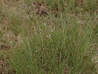 Plebejus argus 89, Heideblauwtje, Saxifraga-Bas Klaver