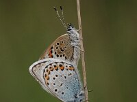 Plebejus argus 90, Heideblauwtje, Saxifraga-Bas Klaver