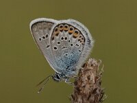 Plebejus argus 92, Heideblauwtje, Saxifraga-Bas Klaver