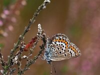 Plebejus argus 93, Heideblauwtje, Saxifraga-Hans Dekker