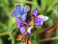 Plebejus argus 94, Heideblauwtje, Saxifraga-Bart Vastenhouw