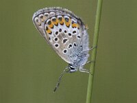 Plebejus argus 95, Heideblauwtje, Saxifraga-Mark Zekhuis