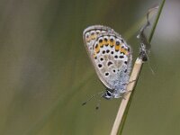 Plebejus argus 96, Heideblauwtje, Saxifraga-Mark Zekhuis