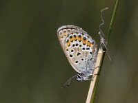 Plebejus argus 97, Heideblauwtje, Saxifraga-Mark Zekhuis
