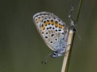 Plebejus argus 98, Heideblauwtje, Saxifraga-Mark Zekhuis
