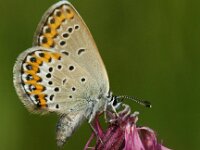 Plebeius idas 29, Vals heideblauwtje, male, Saxifraga-Theo Verstrael