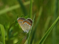 Plebeius idas 30, Vals heideblauwtje, male, Saxifraga-Theo Verstrael