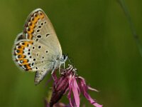 Plebeius idas 31, Vals heideblauwtje, male, Saxifraga-Theo Verstrael