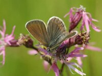 Plebeius idas 32, Vals heideblauwtje, female, Saxifraga-Theo Verstrael