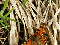 Polygonia c-album 100, Gehakkelde aurelia, Saxifraqga-Theo Verstrael