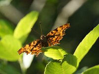 Polygonia c-album 101, Gehakkelde aurelia, Saxifraqga-Theo Verstrael