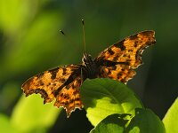 Polygonia c-album 102, Gehakkelde aurelia, Saxifraqga-Theo Verstrael