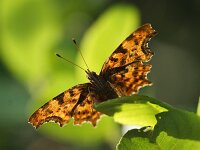 Polygonia c-album 103, Gehakkelde aurelia, Saxifraqga-Theo Verstrael