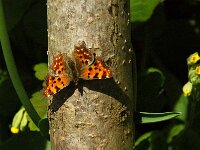 Polygonia c-album 104, Gehakkelde aurelia, Saxifraqga-Theo Verstrael