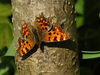 Polygonia c-album 105, Gehakkelde aurelia, Saxifraqga-Theo Verstrael