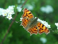 Polygonia c-album 106, Gehakkelde aurelia, Saxifraqga-Theo Verstrael