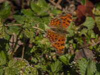 Polygonia c-album 107, Gehakkelde aurelia, Saxifraga-Jan van der Straaten