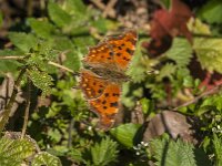 Polygonia c-album 108, Gehakkelde aurelia, Saxifraga-Jan van der Straaten