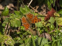 Polygonia c-album 109, Gehakkelde aurelia, Saxifraga-Jan van der Straaten
