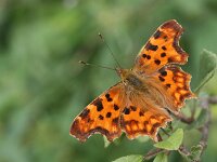 Polygonia c-album 110, Gehakkelde aurelia, Saxifraga-Lieven Decrick