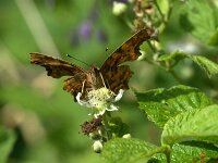 Polygonia c-album 96, Gehakkelde aurelia, Saxifraqga-Theo Verstrael