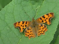 Polygonia c-album 97, Gehakkelde aurelia, Saxifraqga-Theo Verstrael