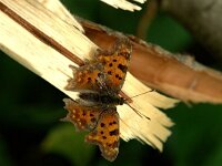 Polygonia c-album 98, Gehakkelde aurelia, Saxifraqga-Theo Verstrael
