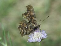 Polygonia c-album 99, Gehakkelde aurelia, Saxifraqga-Theo Verstrael