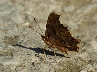 Polygonia egea 10, Zuidelijke aurelia, Saxifraga-Theo Verstrael