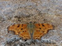 Polygonia egea 11, Zuidelijke aurelia, Saxifraga-Theo Verstrael
