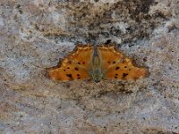 Polygonia egea 12, Zuidelijke aurelia, Saxifraga-Theo Verstrael