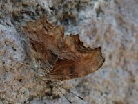 Polygonia egea 8, Zuidelijke aurelia, Saxifraga-Theo Verstrael