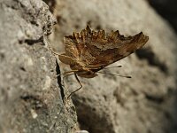 Polygonia egea 9, Zuidelijke aurelia, Saxifraga-Theo Verstrael