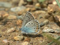 Polyommatus amandus 46, Wikkeblauwtje, Saxifraga-Theo Verstrael  Wikkeblauwtje