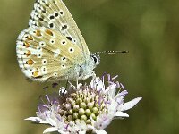 Polyommatus bellargus 88, Adonisblauwtje, male, Saxifraga-Theo Verstrael
