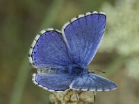 Polyommatus bellargus 89, Adonisblauwtje, male, Saxifraga-Theo Verstrael