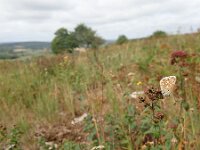 Polyommatus bellargus 90, Adonisblauwtje, Saxifraga-Lieven Decrick