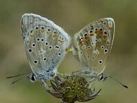 Polyommatus dorylas 17, Turkooisblauwtje, male and female, Saxifaga-Theo Verstrael