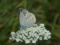 Polyommatus dorylas 18, Turkooisblauwtje, female, Saxifaga-Theo Verstrael