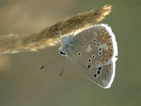 Polyommatus dorylas 19, Turkooisblauwtje, female, Saxifaga-Theo Verstrael  Turkooisblauwtje